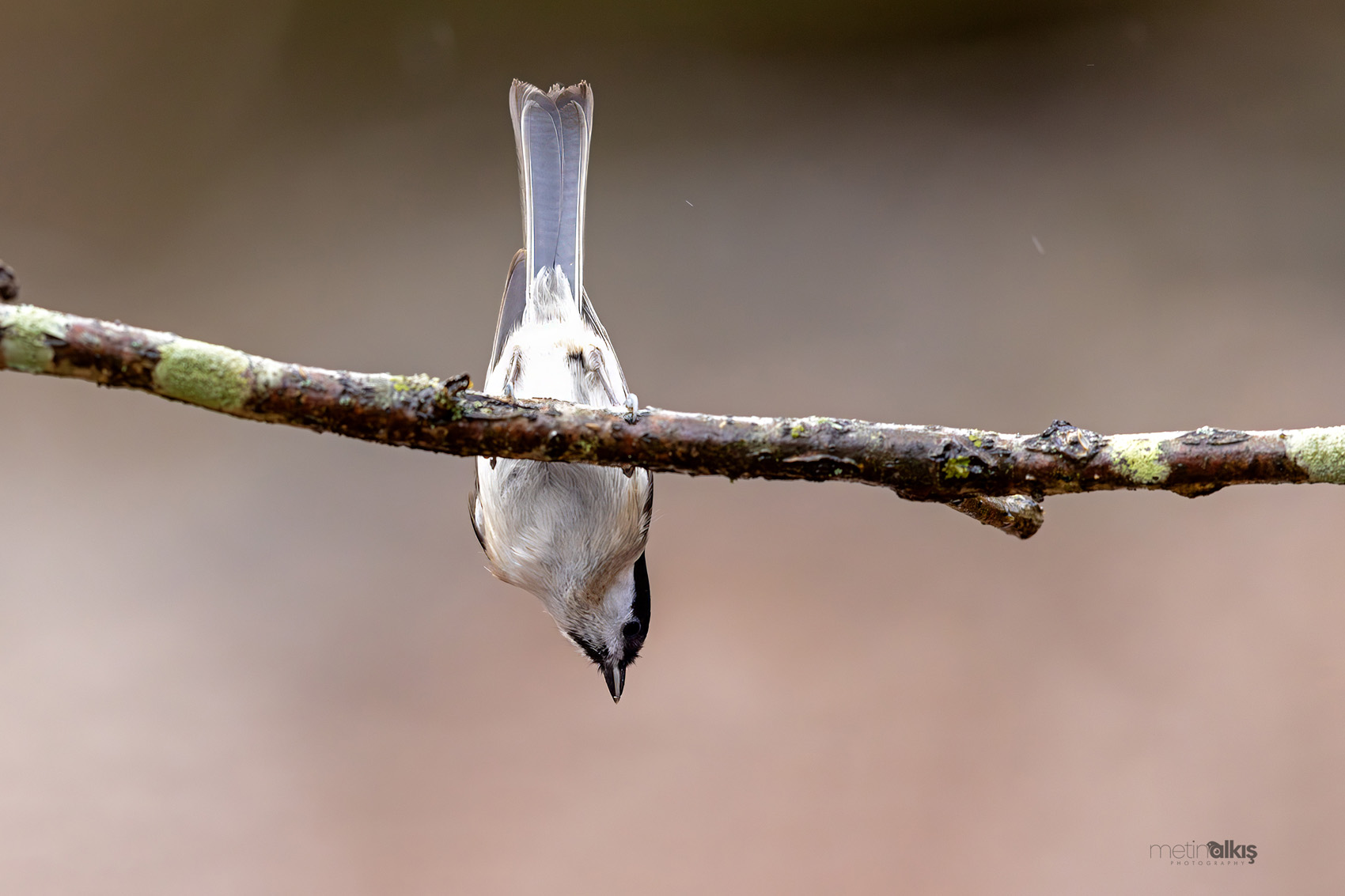 Marsh Tit